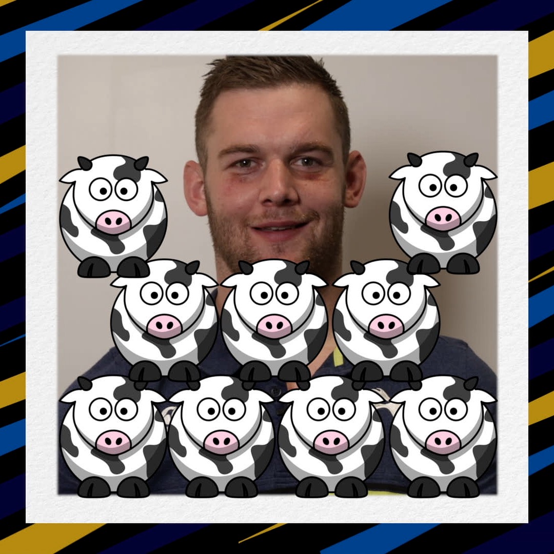 lydiate cows 2